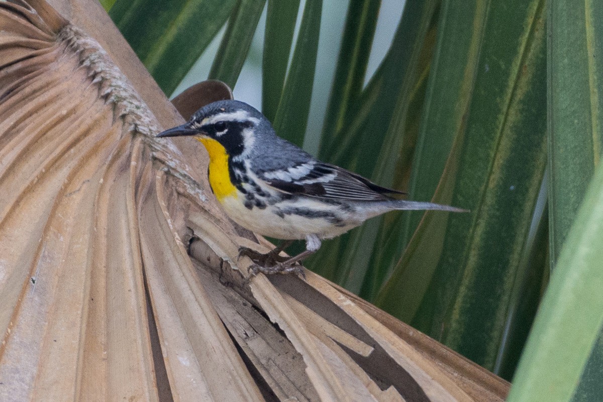 Yellow-throated Warbler - Juan Miguel Artigas Azas