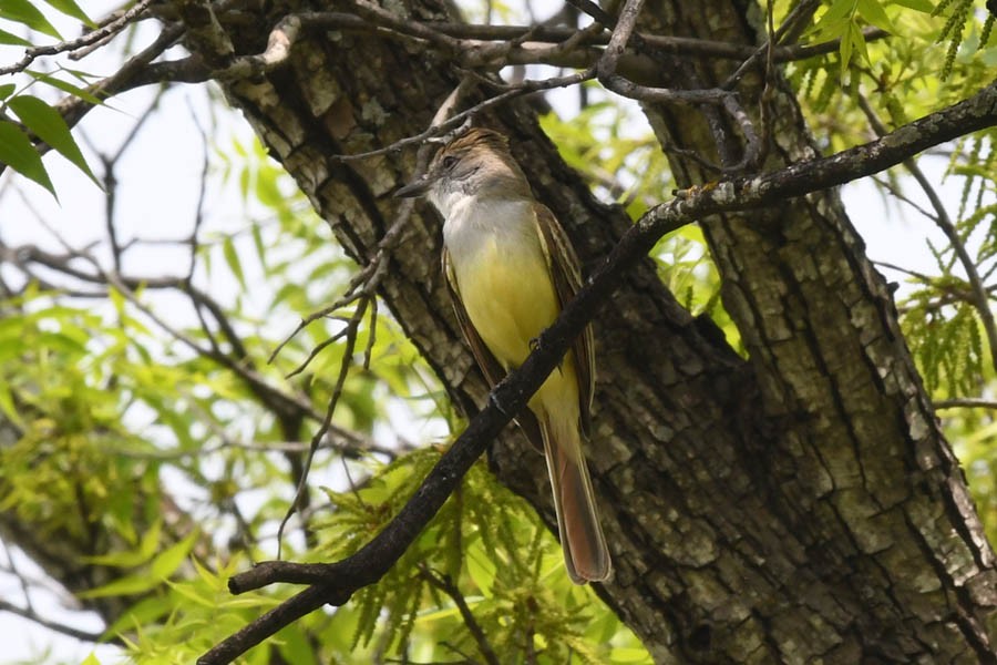 Brown-crested Flycatcher - Troy Hibbitts