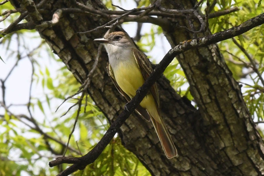 Brown-crested Flycatcher - Troy Hibbitts