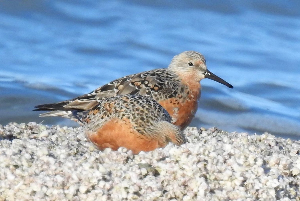 Red Knot - ML149507181
