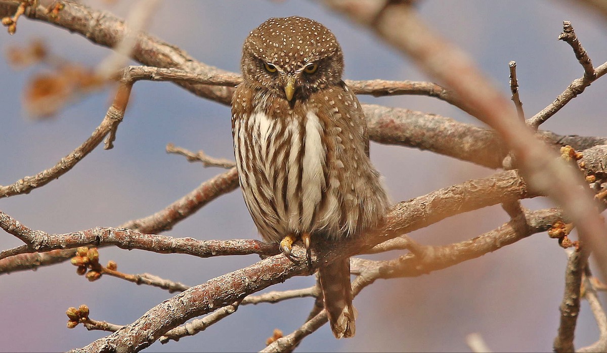 Northern Pygmy-Owl - Michael Carozza