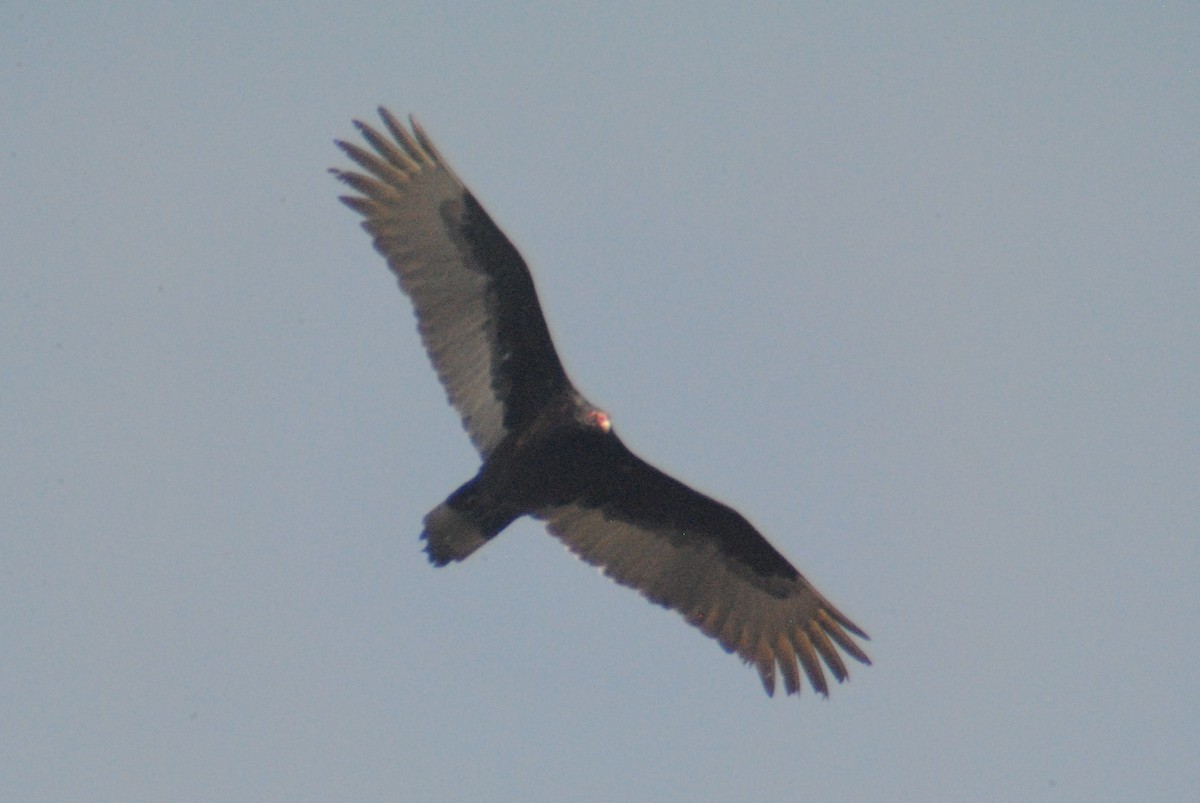 Turkey Vulture - ML149510821