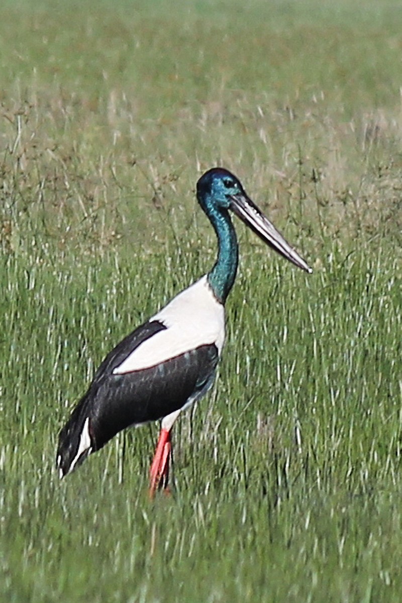 Black-necked Stork - ML149511141