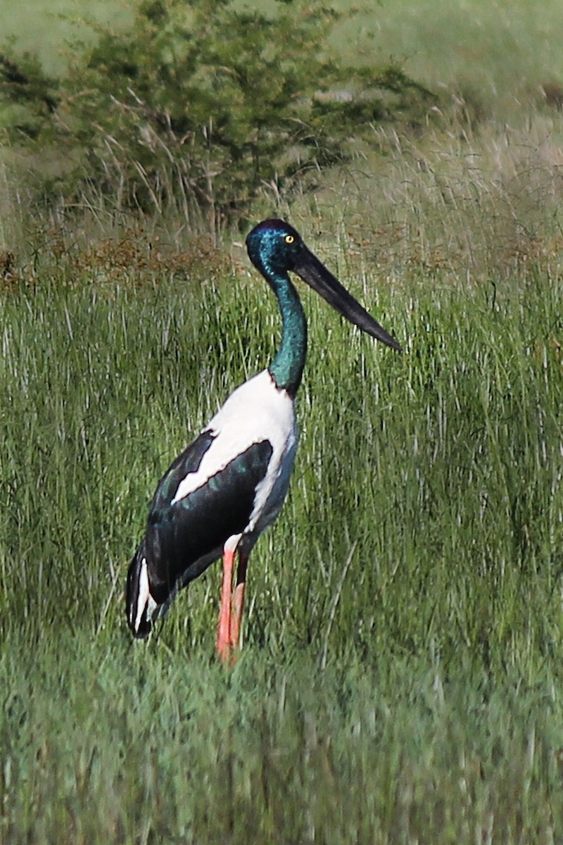 Black-necked Stork - ML149511541