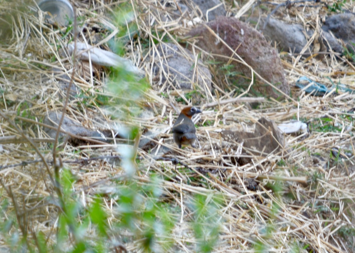 Rusty-crowned Ground-Sparrow - ML149513051