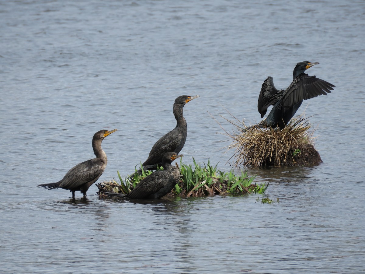 Double-crested Cormorant - Dave Slager