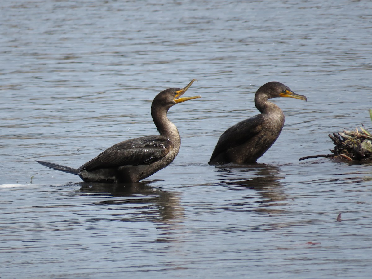 Double-crested Cormorant - Dave Slager