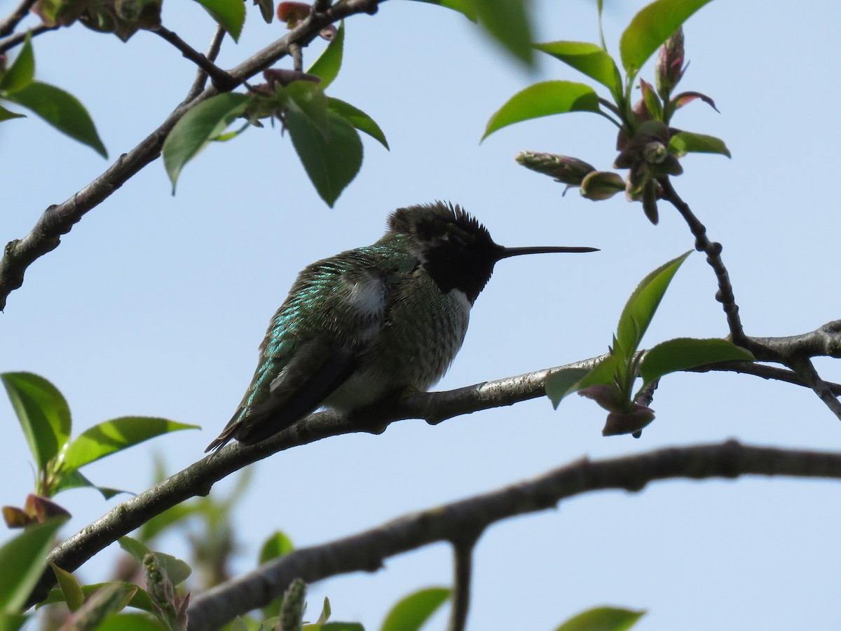 Anna's Hummingbird - Dave Slager