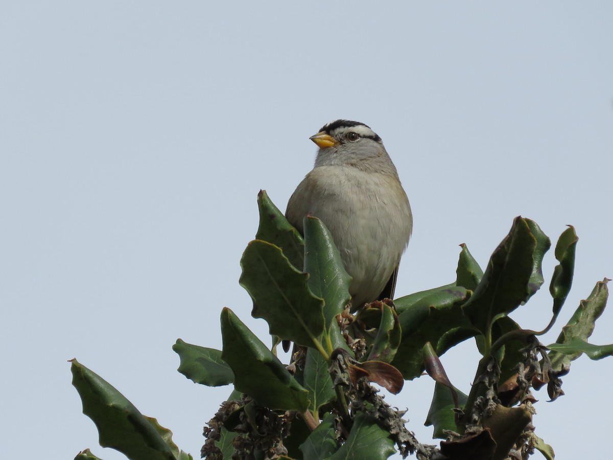 White-crowned Sparrow (pugetensis) - Dave Slager
