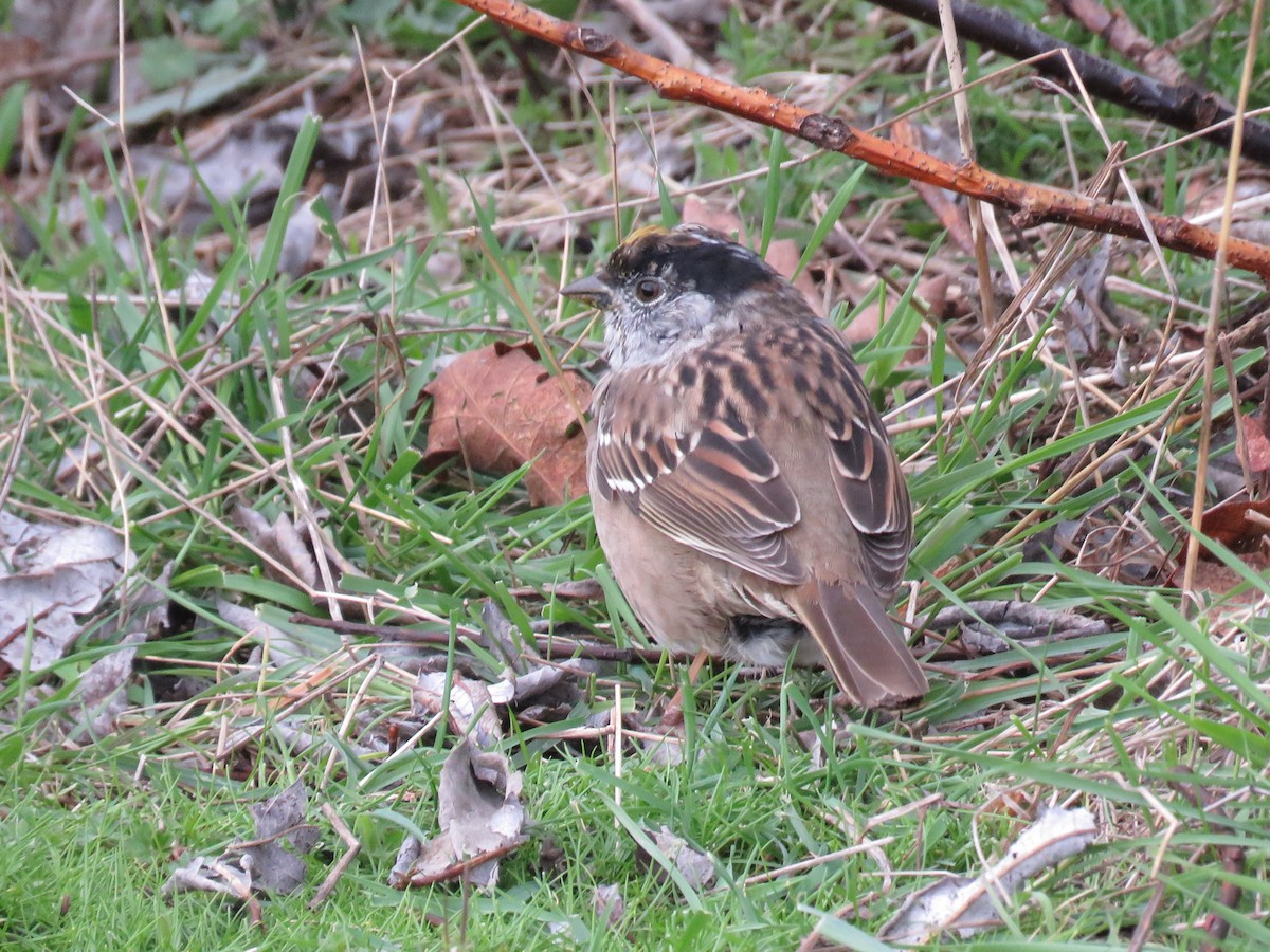 Golden-crowned Sparrow - Dave Slager