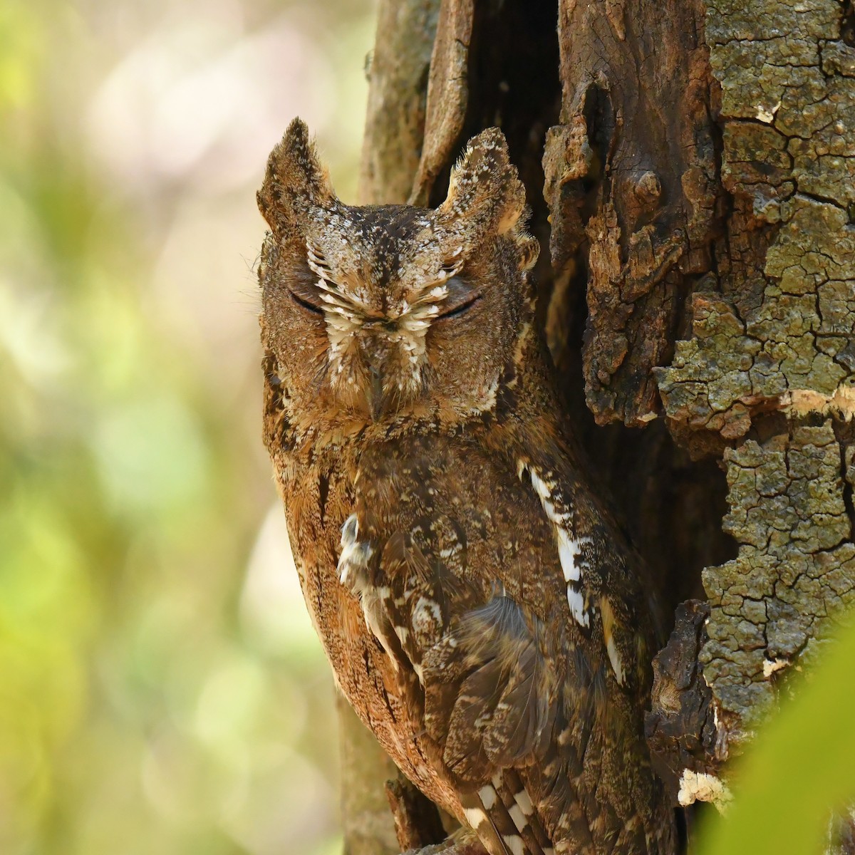 Madagascar Scops-Owl (Torotoroka) - Jacek Betleja