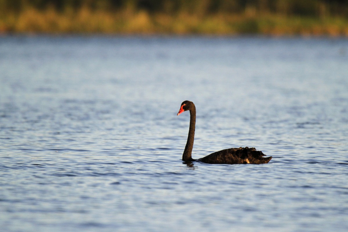 Black Swan - Chris Murray