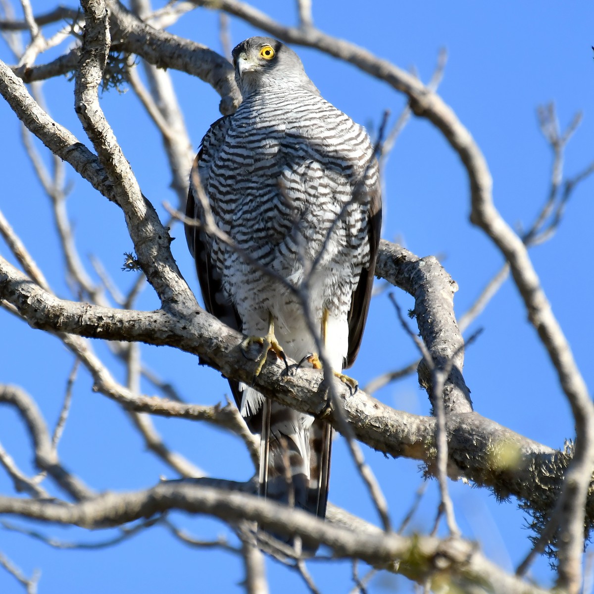 Madagascar Sparrowhawk - Jacek Betleja