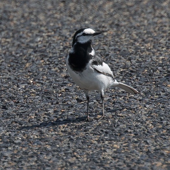 White Wagtail (Black-backed) - ML149519751
