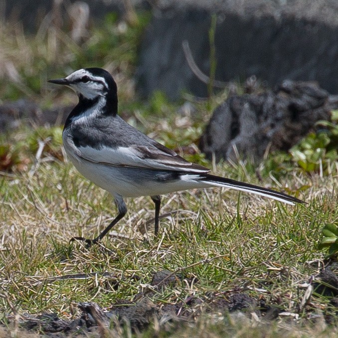 White Wagtail (Black-backed) - ML149519761