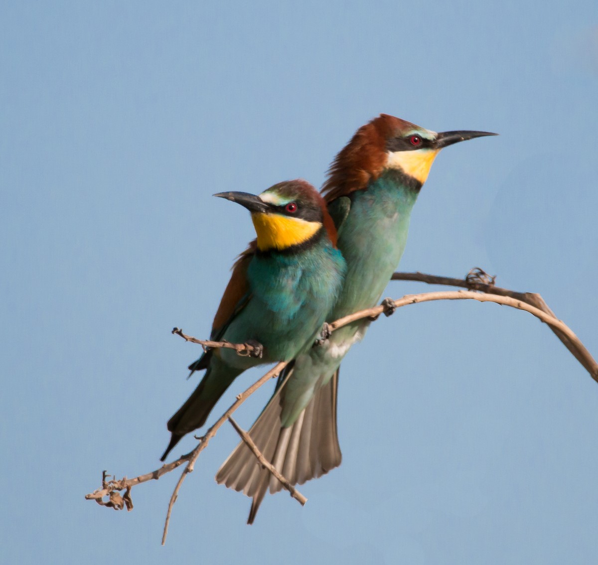 European Bee-eater - Rami Derech