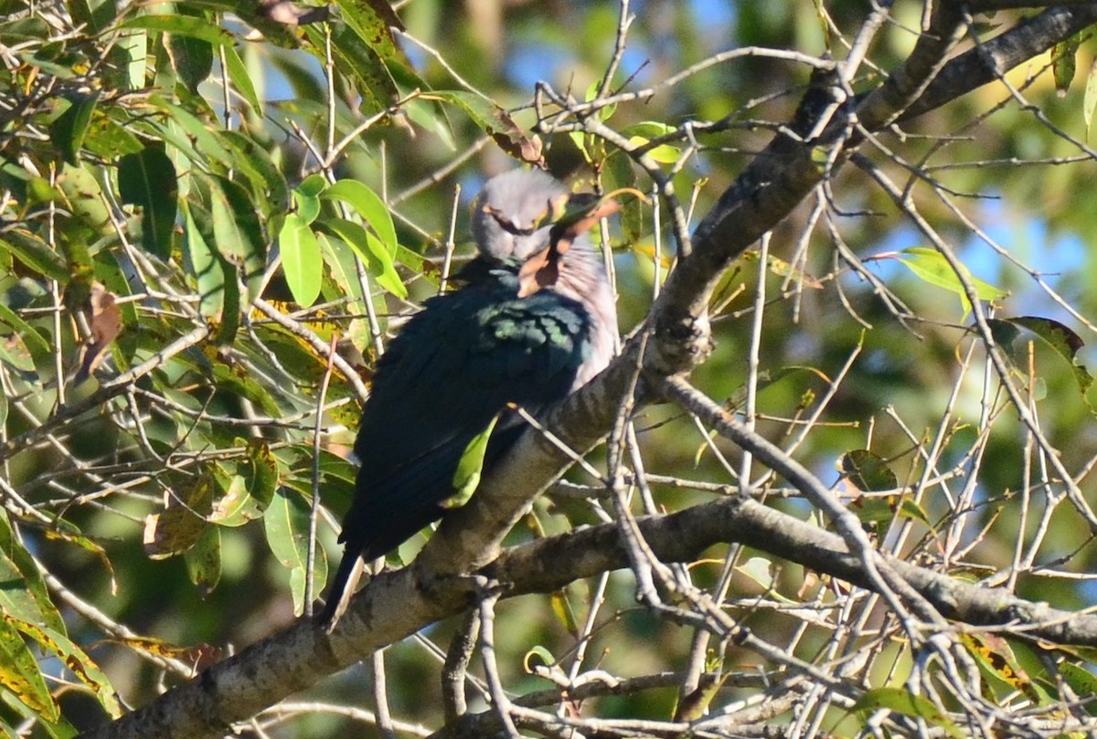 Green Imperial-Pigeon - Premchand Reghuvaran