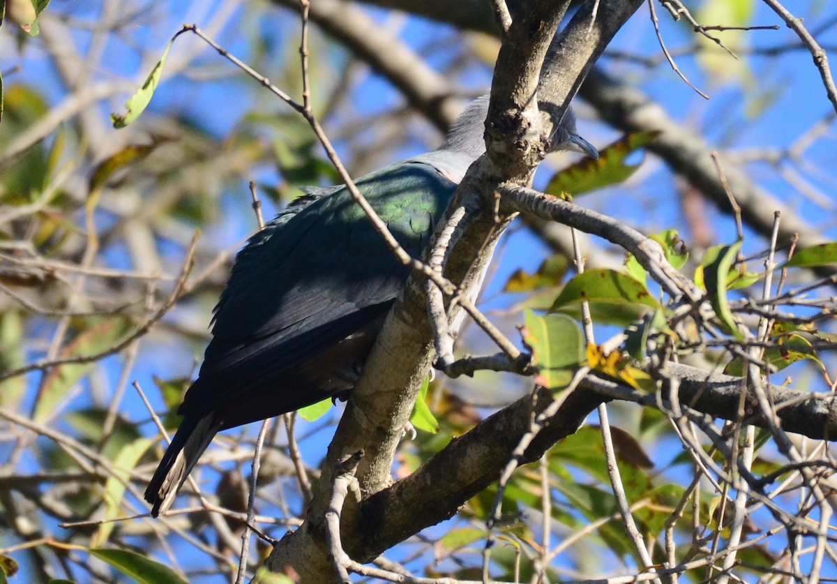 Green Imperial-Pigeon - Premchand Reghuvaran