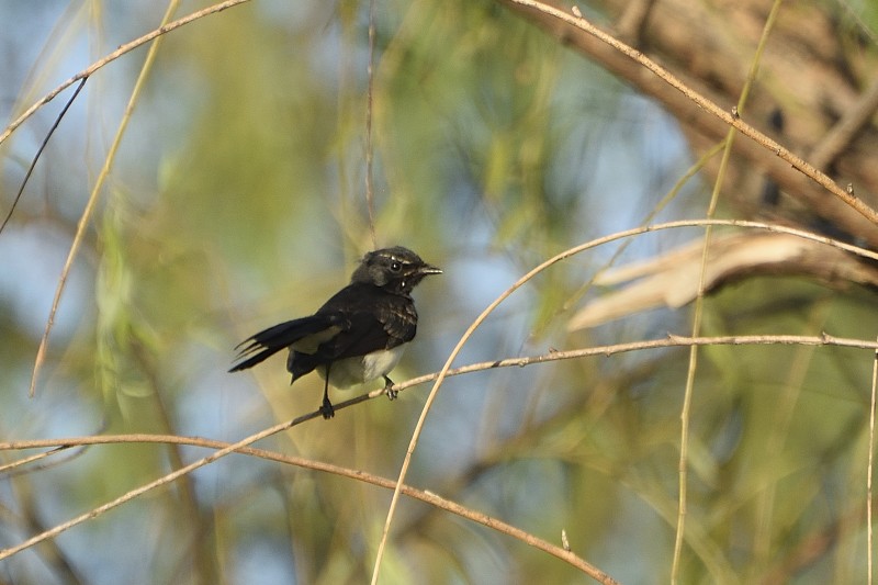 Willie-wagtail - ML149528401