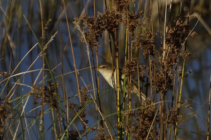 Australian Reed Warbler - Anthony Katon