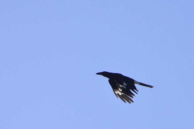 Pied Currawong - ML149528621