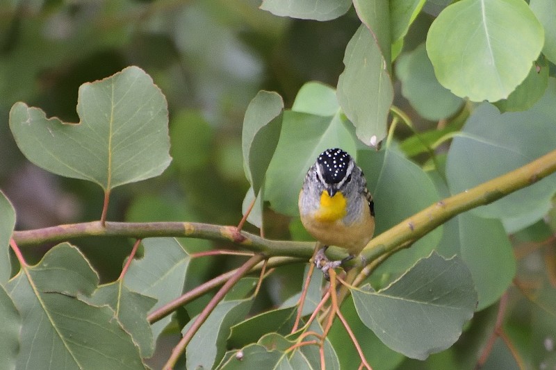 Spotted Pardalote (Spotted) - ML149529451