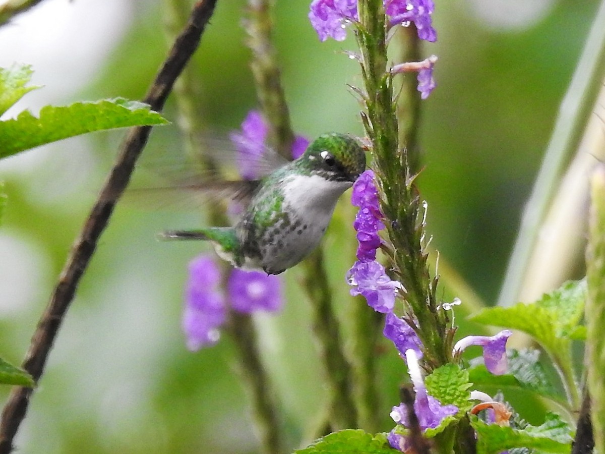 White-booted Racket-tail - Dennis S Main