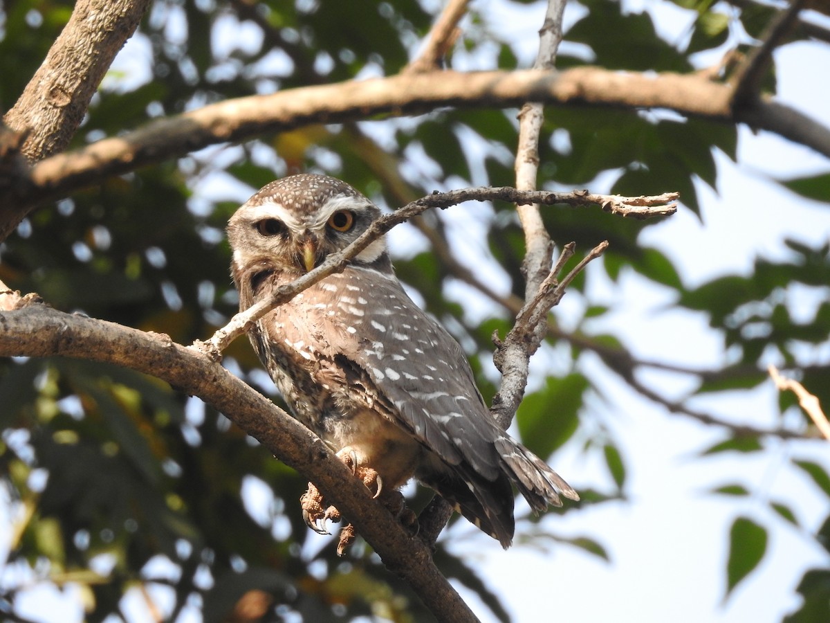 Spotted Owlet - ML149530901
