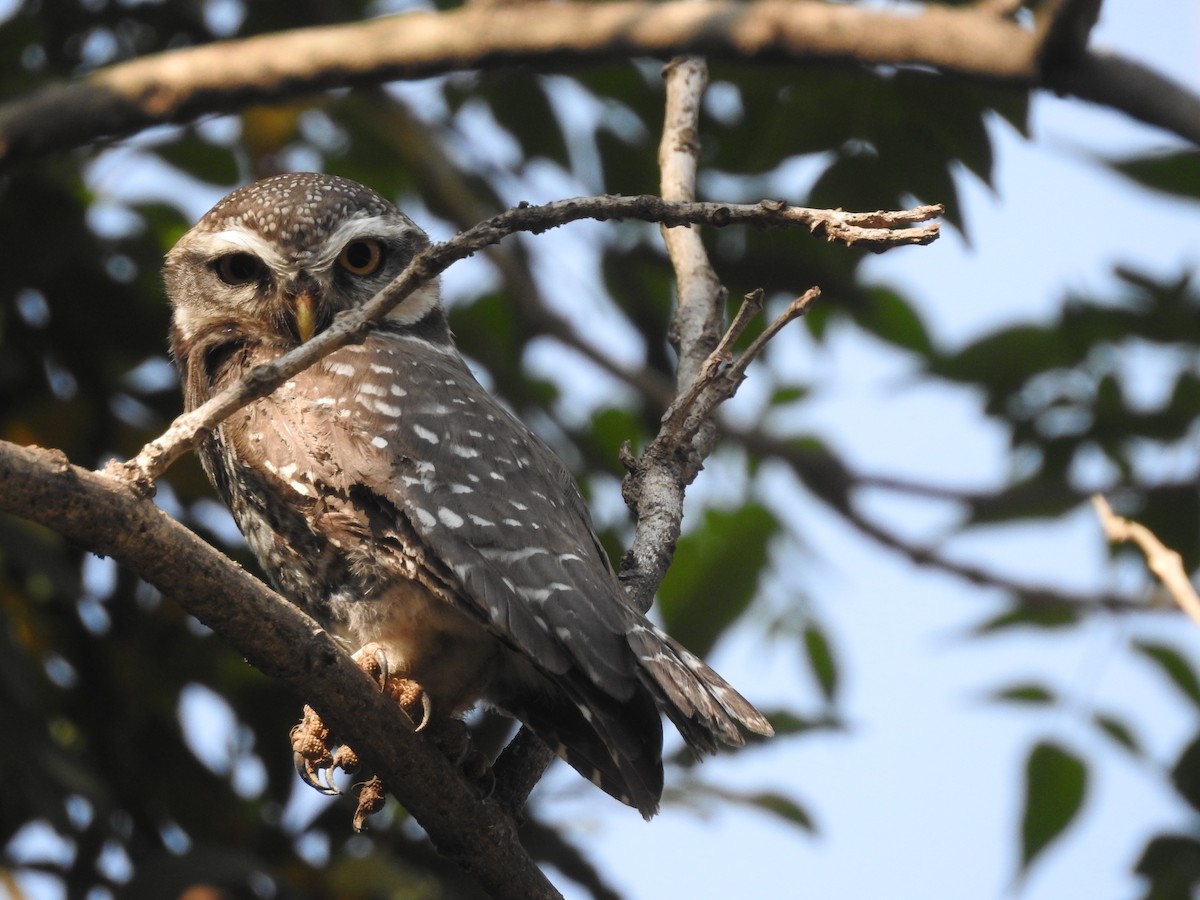 Spotted Owlet - ML149530921