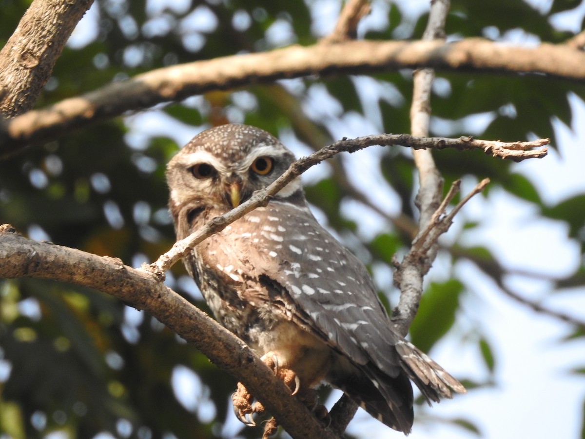 Spotted Owlet - ML149530931