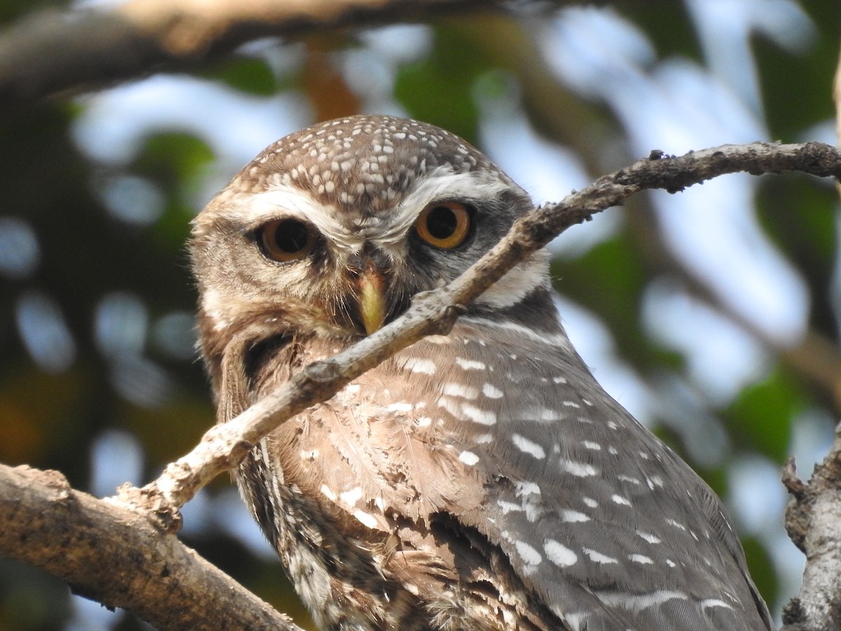 Spotted Owlet - ML149530941