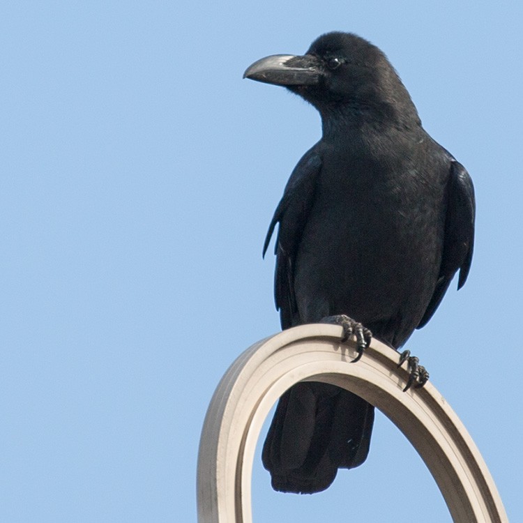 Large-billed Crow - www.aladdin .st