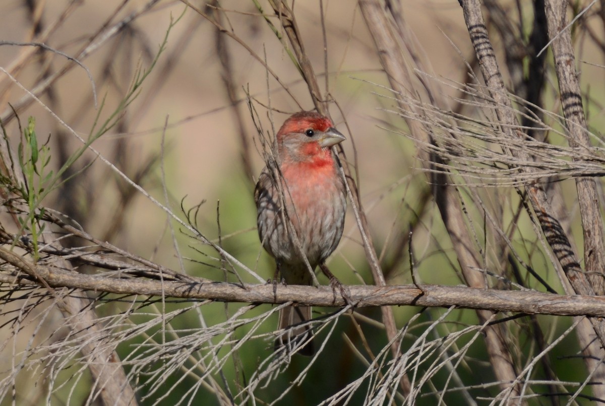 House Finch - Dirk Tomsa
