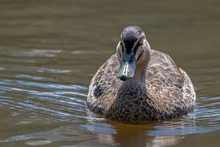 Pacific Black Duck, ML149532101