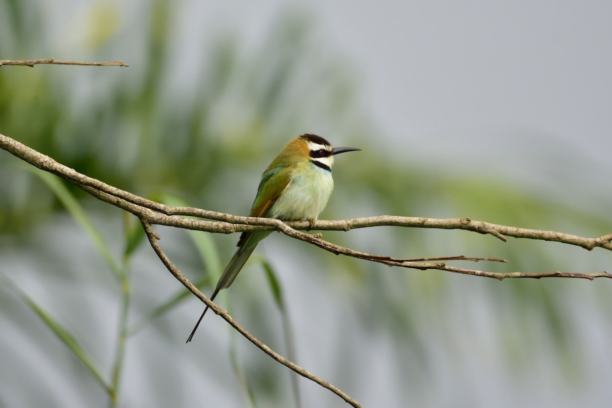 White-throated Bee-eater - ML149532611