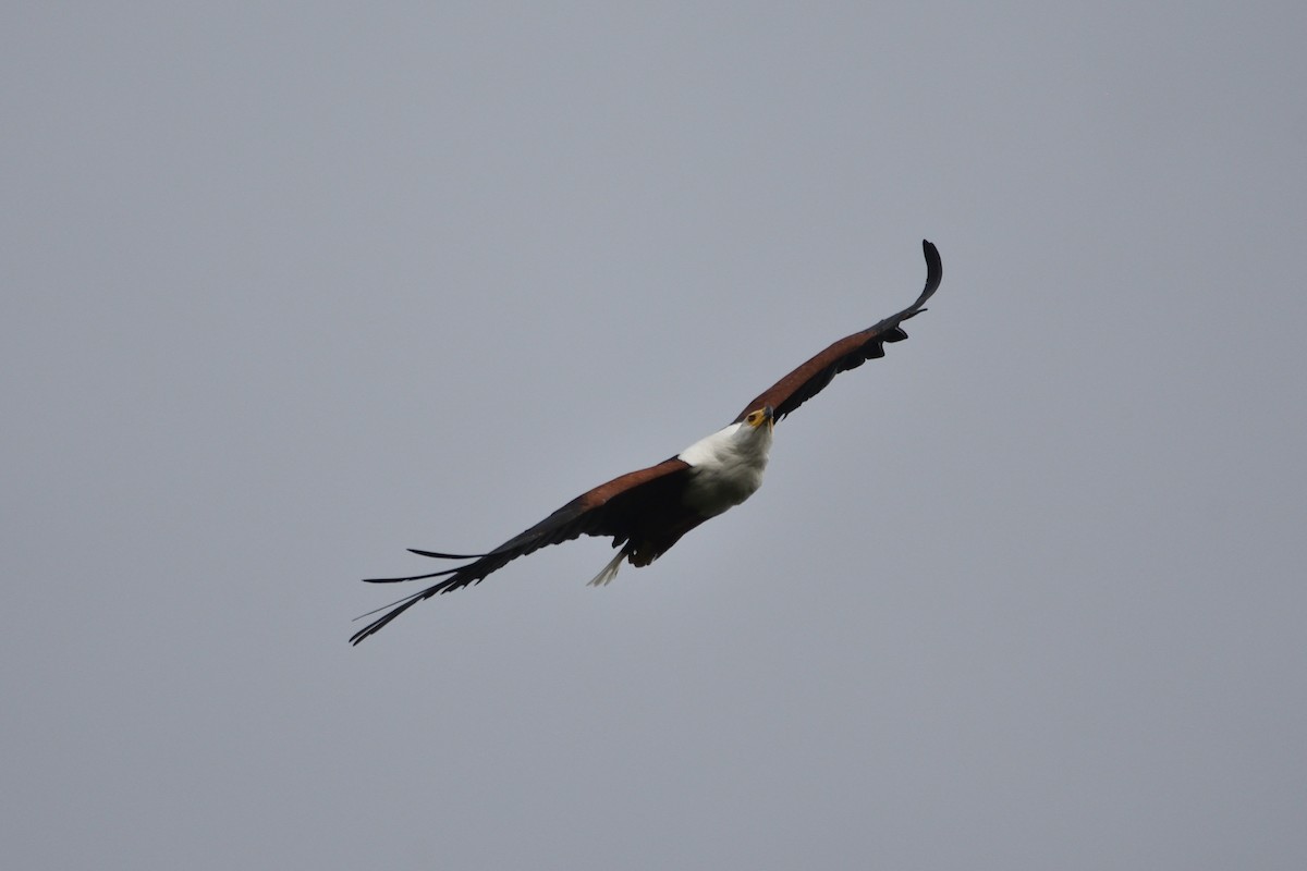 African Fish-Eagle - ML149532871