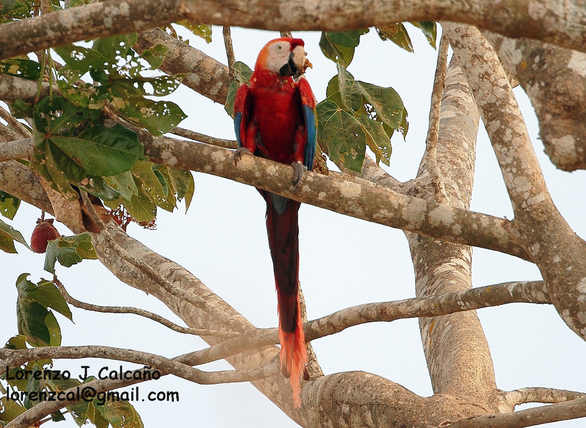 Scarlet Macaw - Lorenzo Calcaño