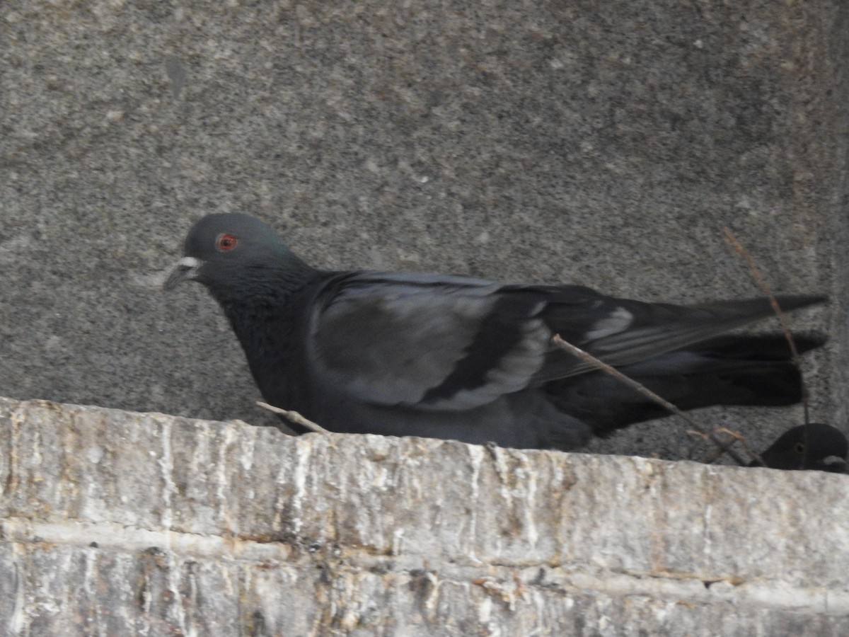 Rock Pigeon (Feral Pigeon) - Manoj Karingamadathil