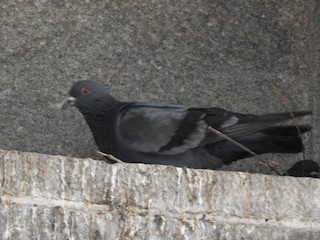 Rock Pigeon (Feral Pigeon), ML149536601