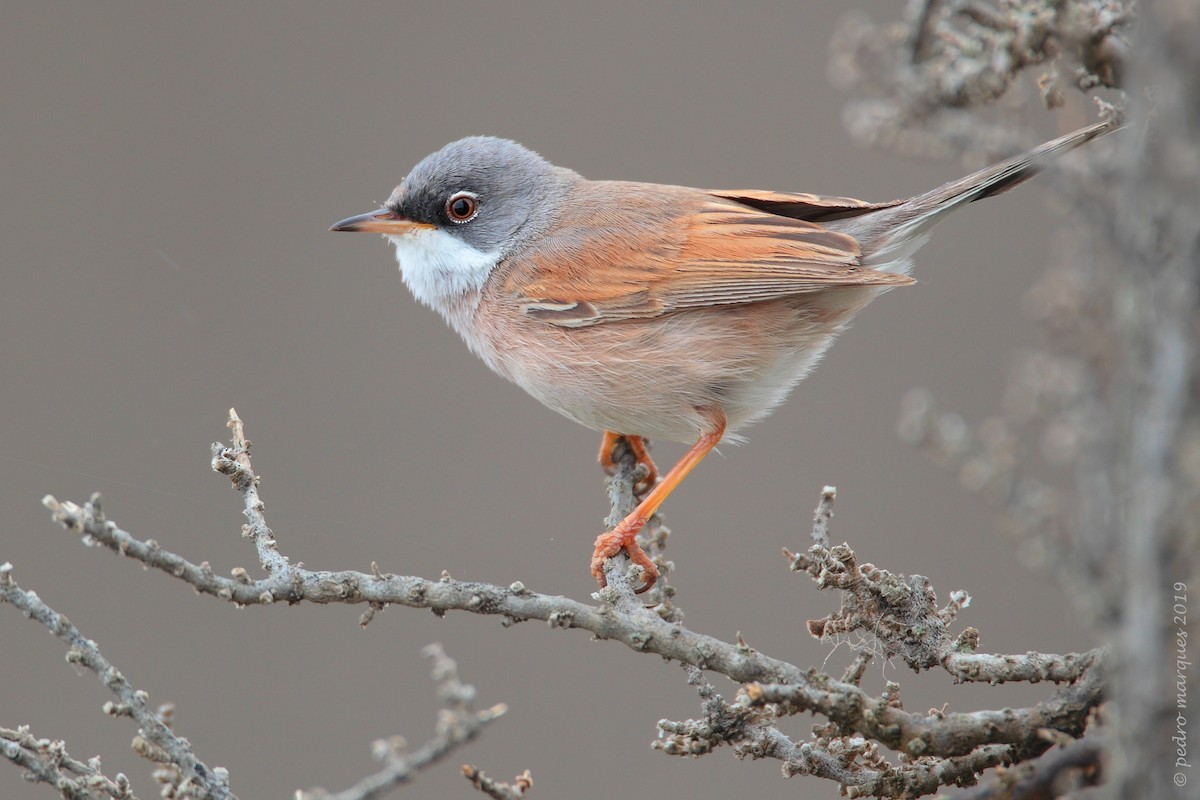 Spectacled Warbler - ML149538521