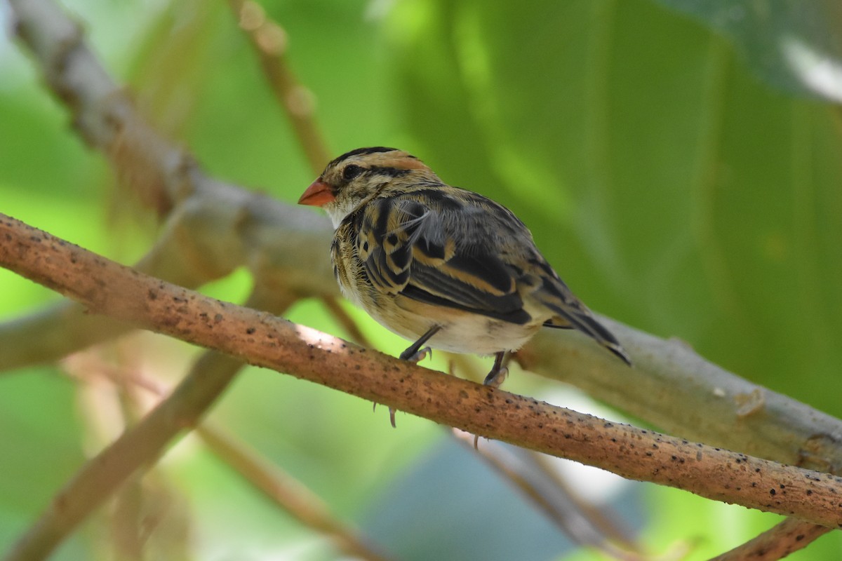 Pin-tailed Whydah - ML149539341