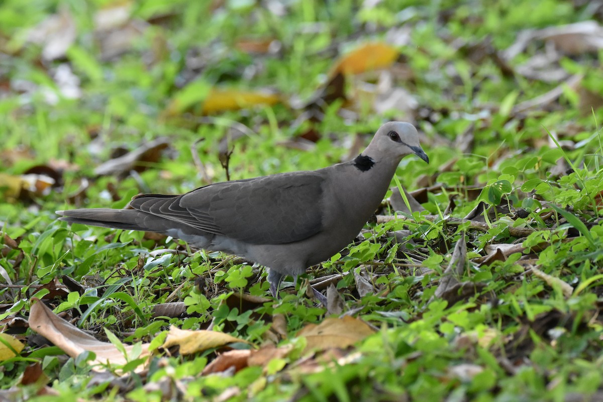 Red-eyed Dove - ML149539781