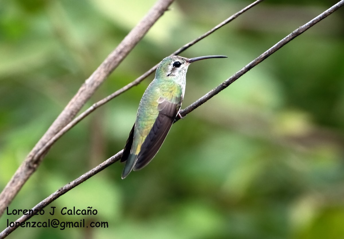 White-tailed Goldenthroat - Lorenzo Calcaño