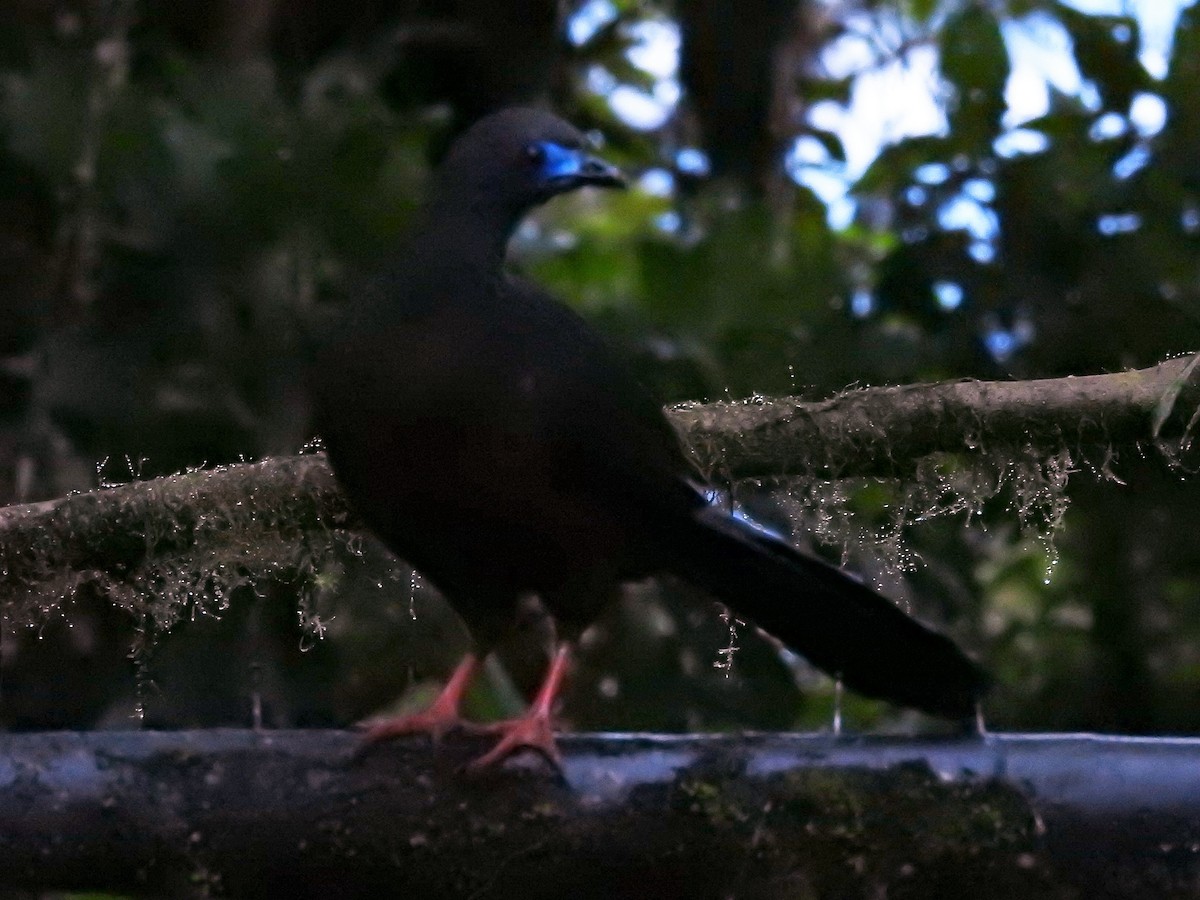 Sickle-winged Guan - ML149541191