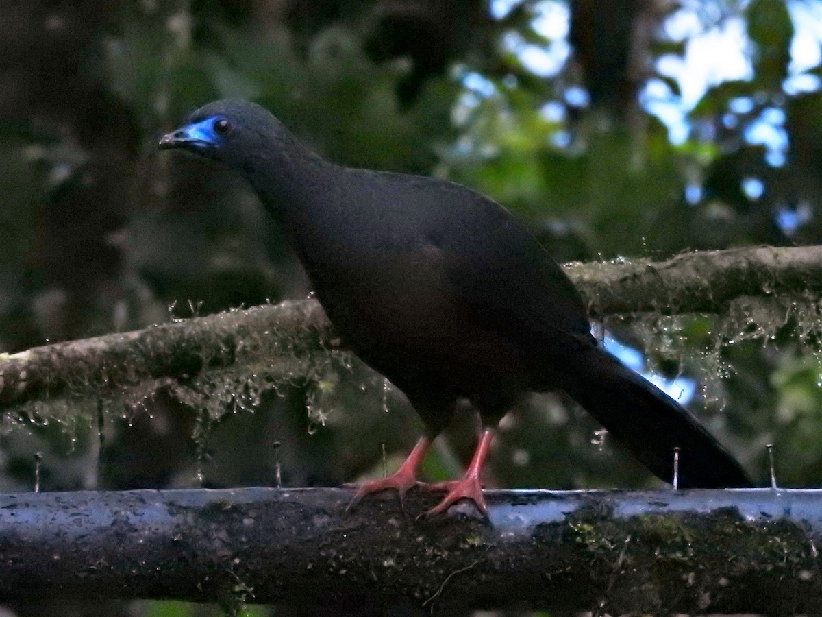 Sickle-winged Guan - ML149541201