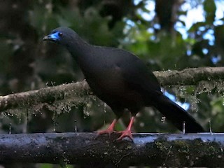 Sickle-winged Guan, ML149541201