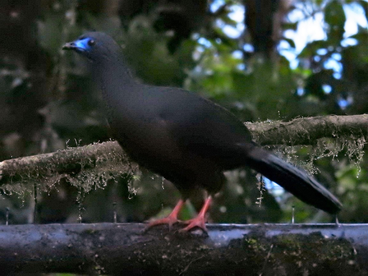 Sickle-winged Guan - ML149541211