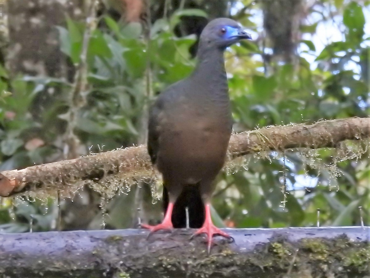 Sickle-winged Guan - ML149542001