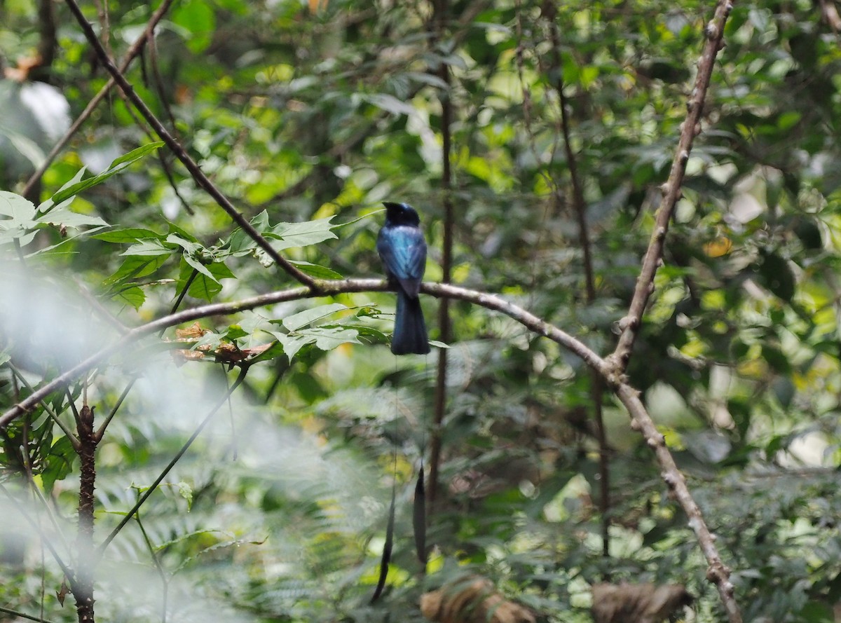 Lesser Racket-tailed Drongo - Scott (瑞興) LIN(林)