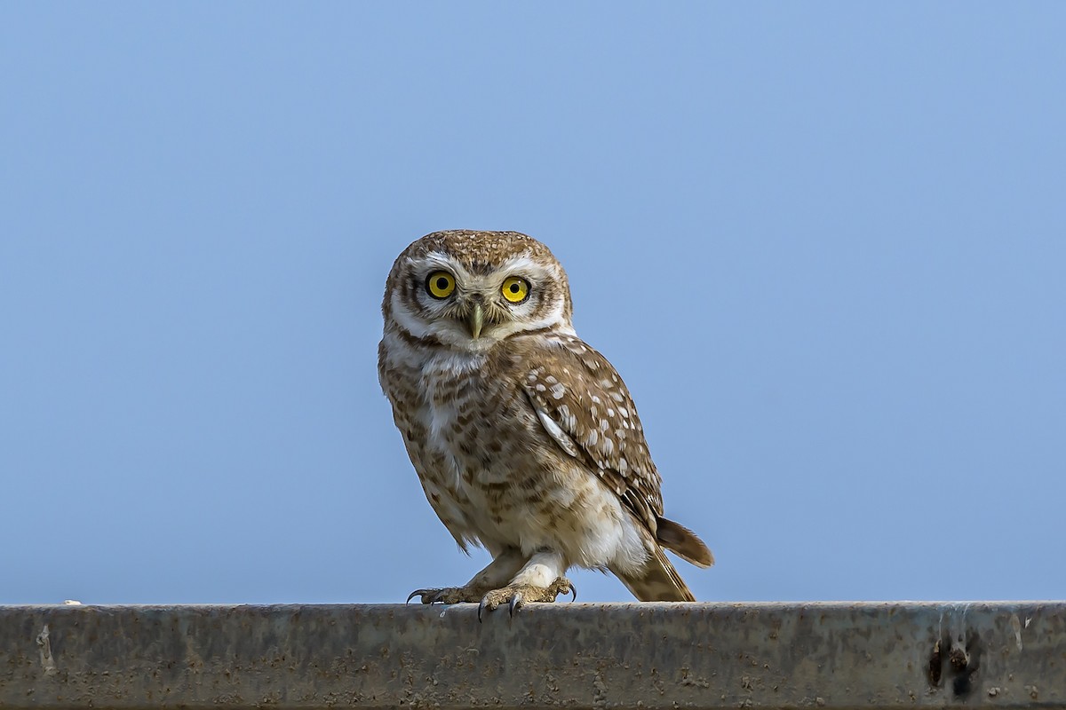 Spotted Owlet - ML149543911